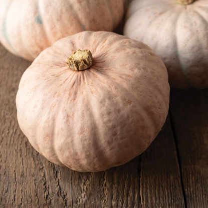 Picture of Winter Squash Pink Kabocha Tz1867 F1